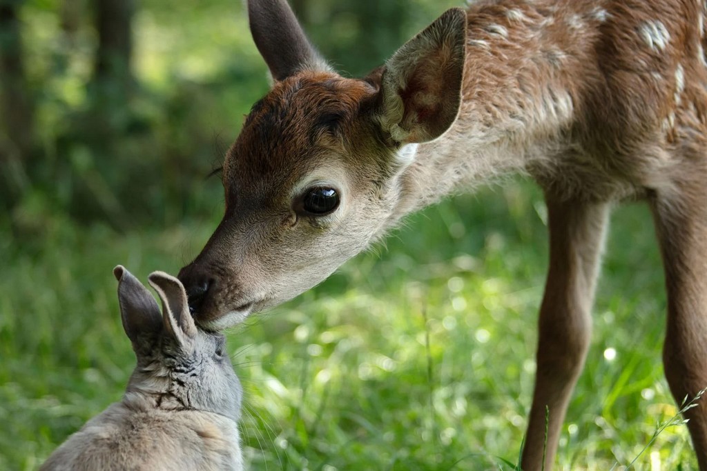 Bambi, Lhistoire dune vie dans les bois