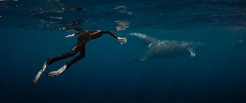 La Baleine et le musicien